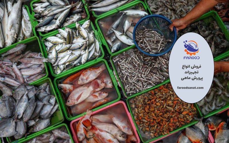درآمدی باورنکردنی با انتخاب پرسودترین ماهی برای پرورش