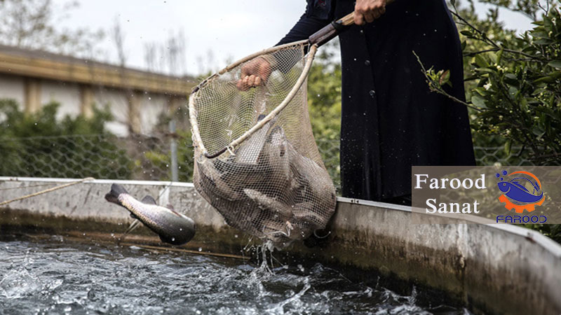 بهترین ماهی برای پرورش در خانه