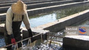 شرایط زمین برای احداث پرورش ماهی را جدی بگیرید