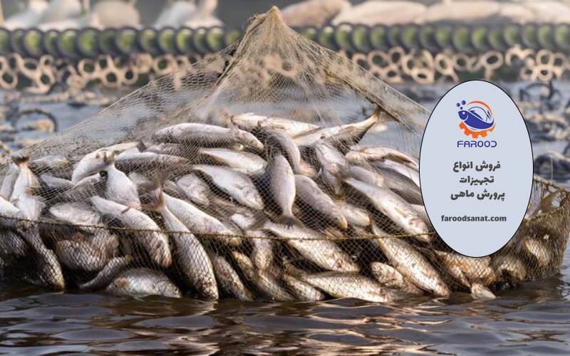 برای پرورش ماهی از کجا شروع کنیم؟